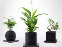 怎么除甲醛靠得牢？竹炭、植物成最大“騙局”